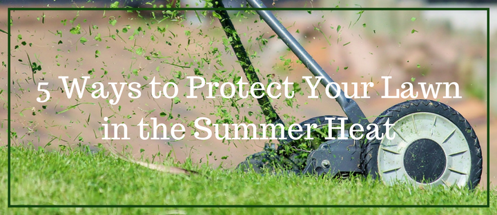 5 Ways to Protect Your Lawn in the Summer Heat