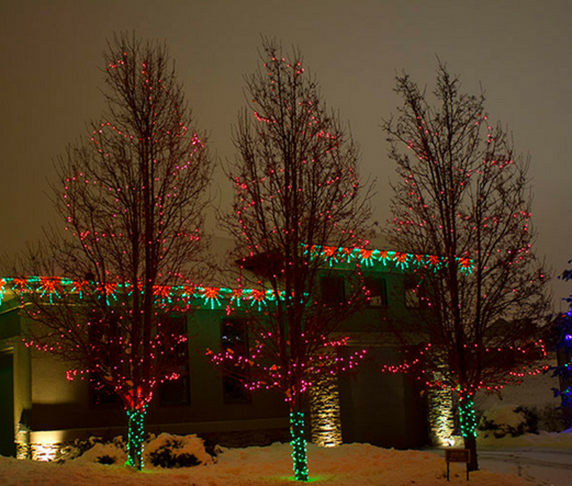 Trees outside with holiday lights