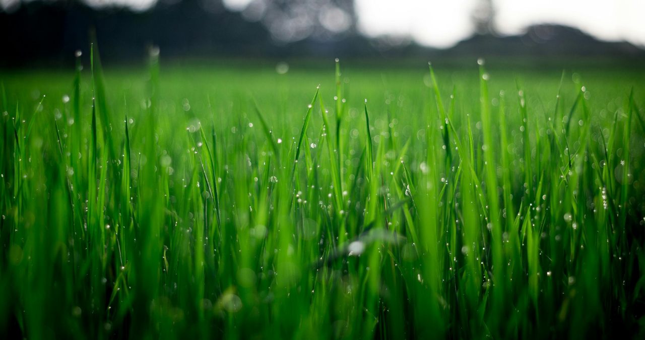 When Should I Start Watering my Lawn in Spring?